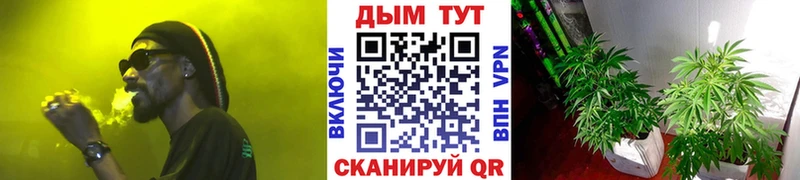Канабис OG Kush Малгобек